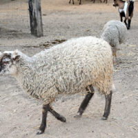 vignobles scène saveurs provençales
