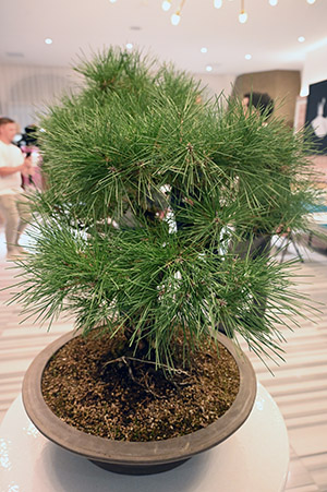 japon sinvite carlton cannes