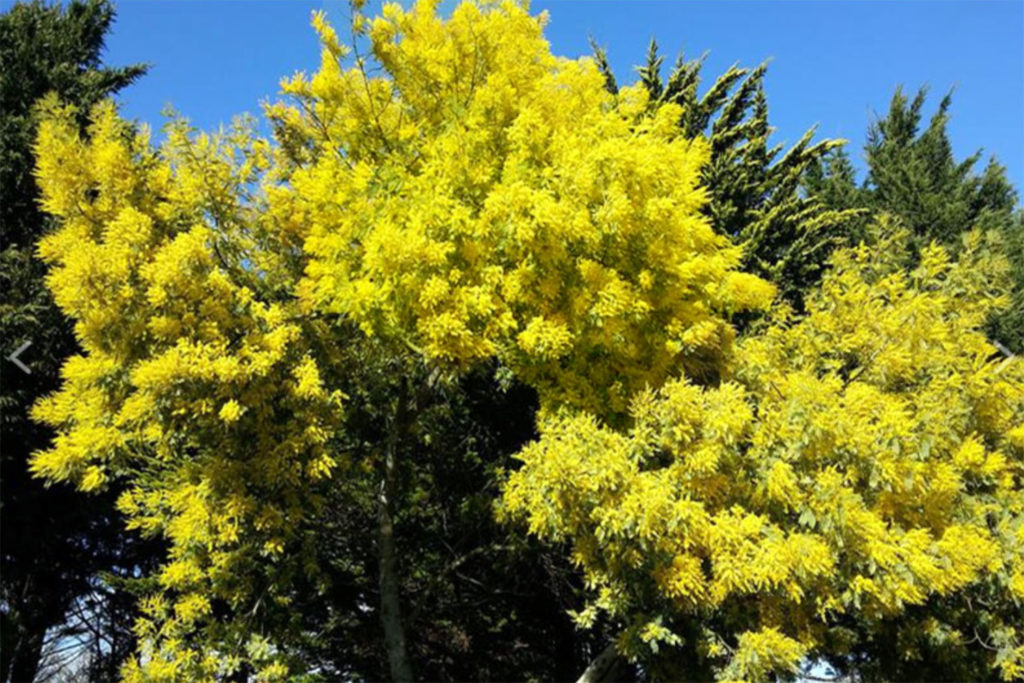 fête mimosa 2026 mandelieu