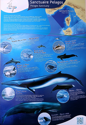 biodiversité nice sanctuarise littoral urbain