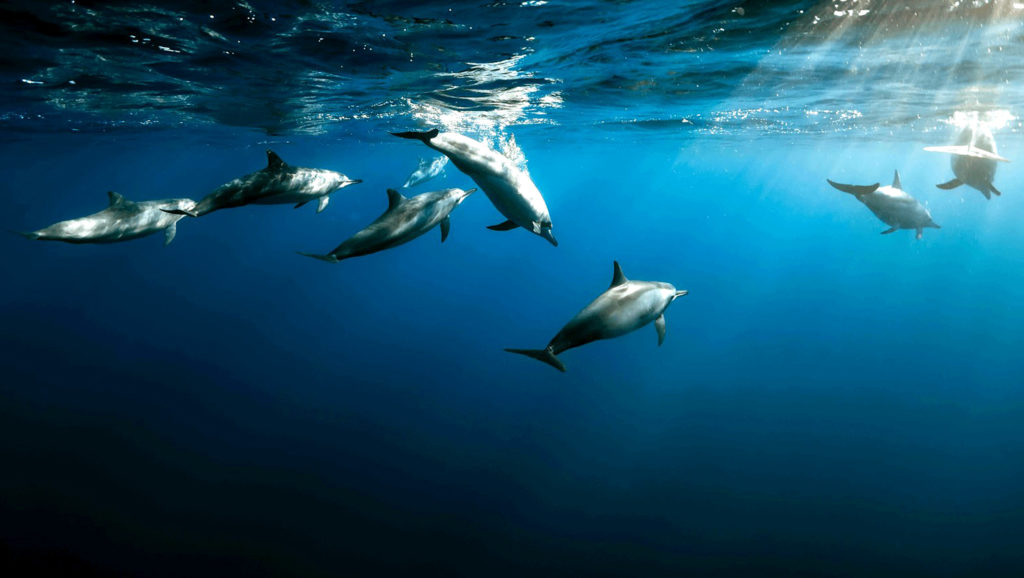 biodiversité nice sanctuarise littoral urbain