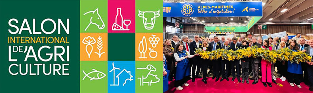 mimosa côte dazur gourmande