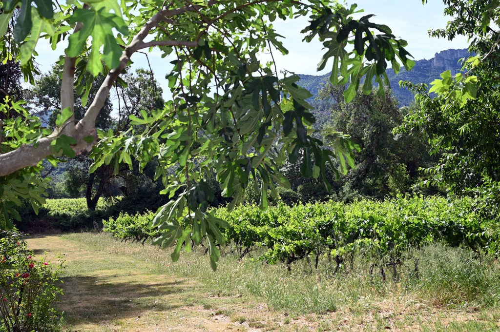 art vin 2026 ode provence