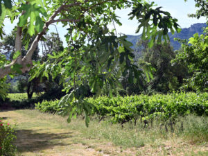 art vin 2026 révolution oenotourisme provence