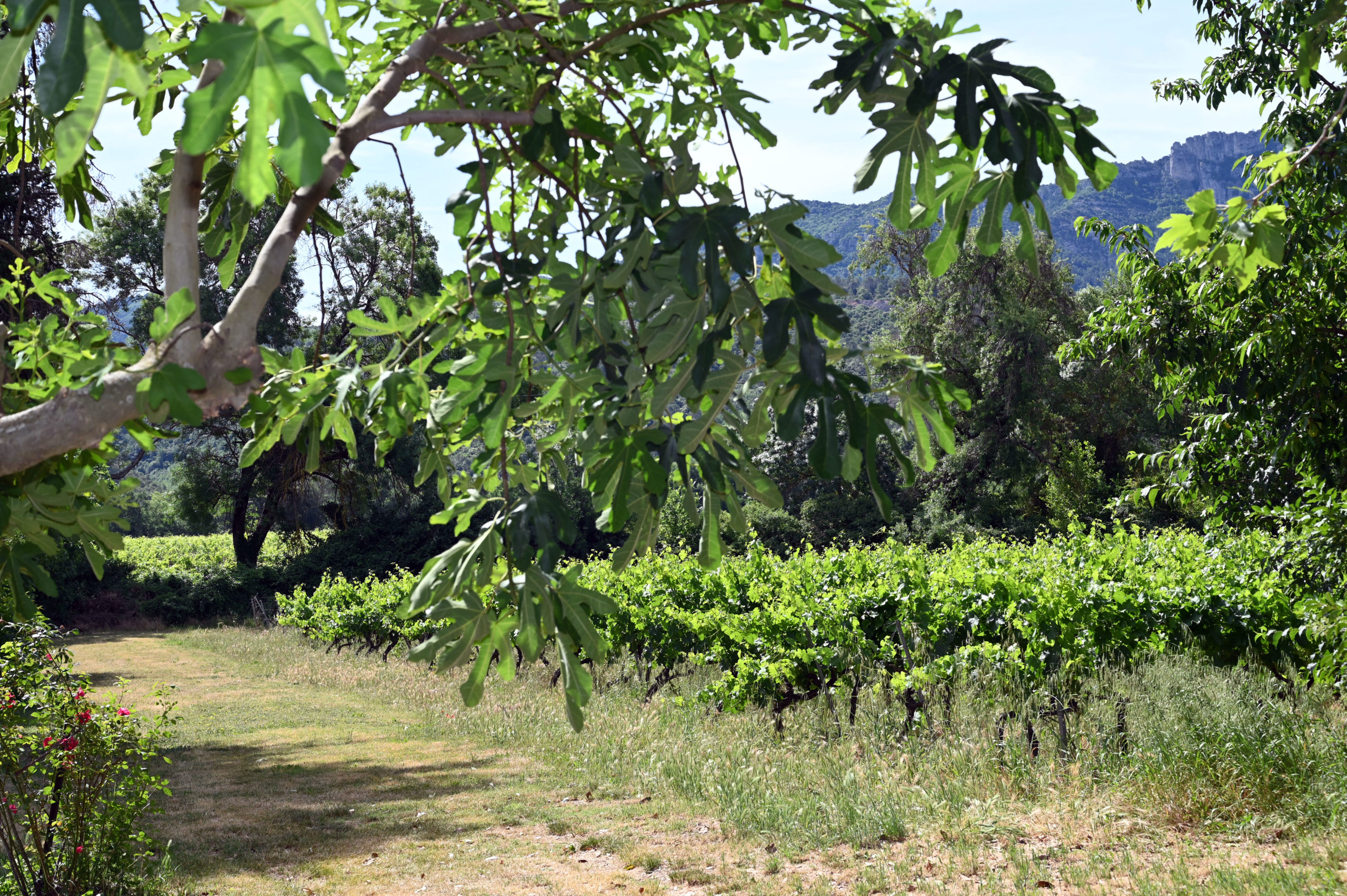 art vin 2026 révolution oenotourisme provence