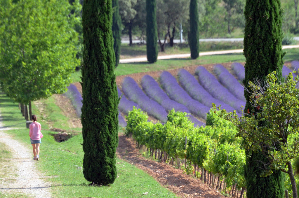 destinations vins provence oenotourisme