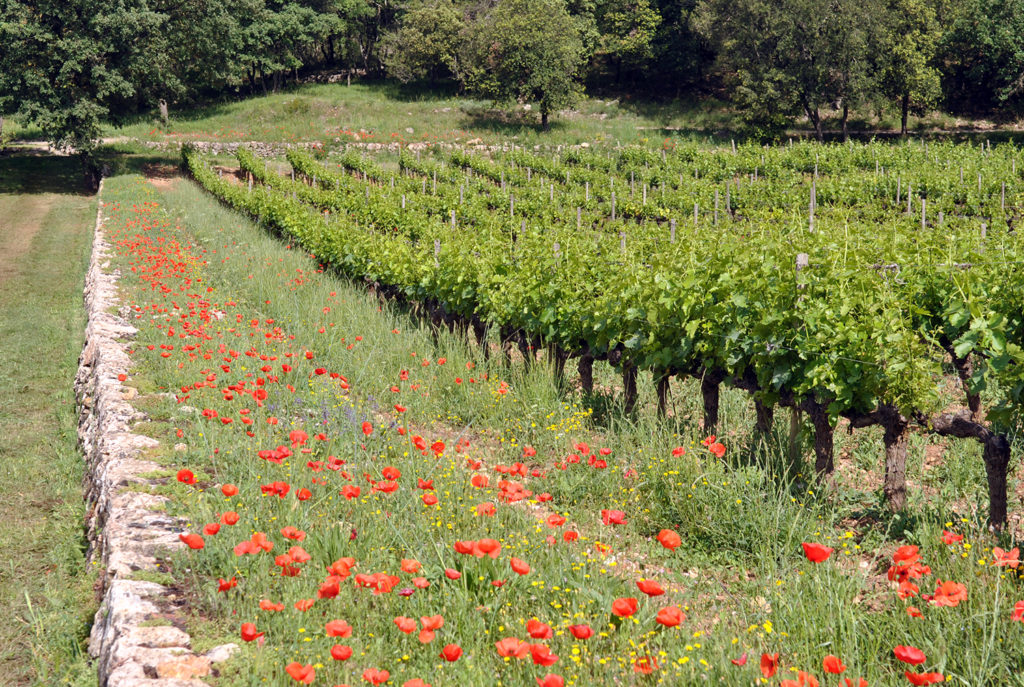 destinations vins provence oenotourisme