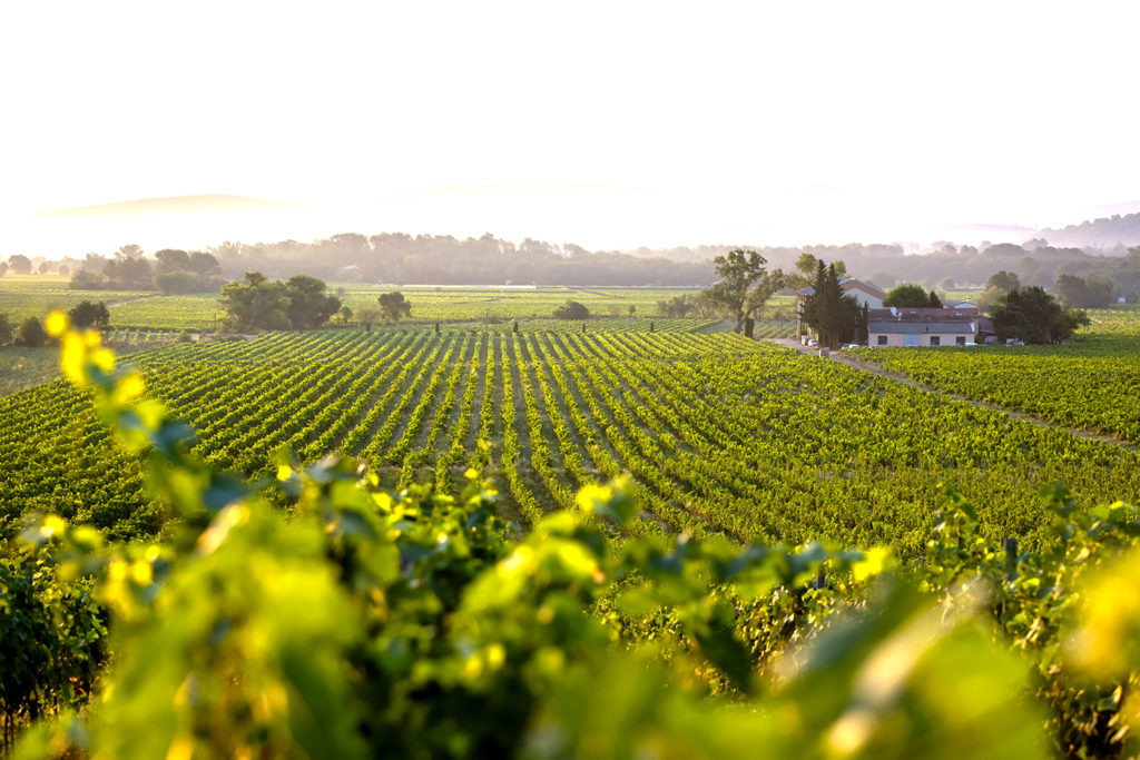 destinations vins provence oenotourisme