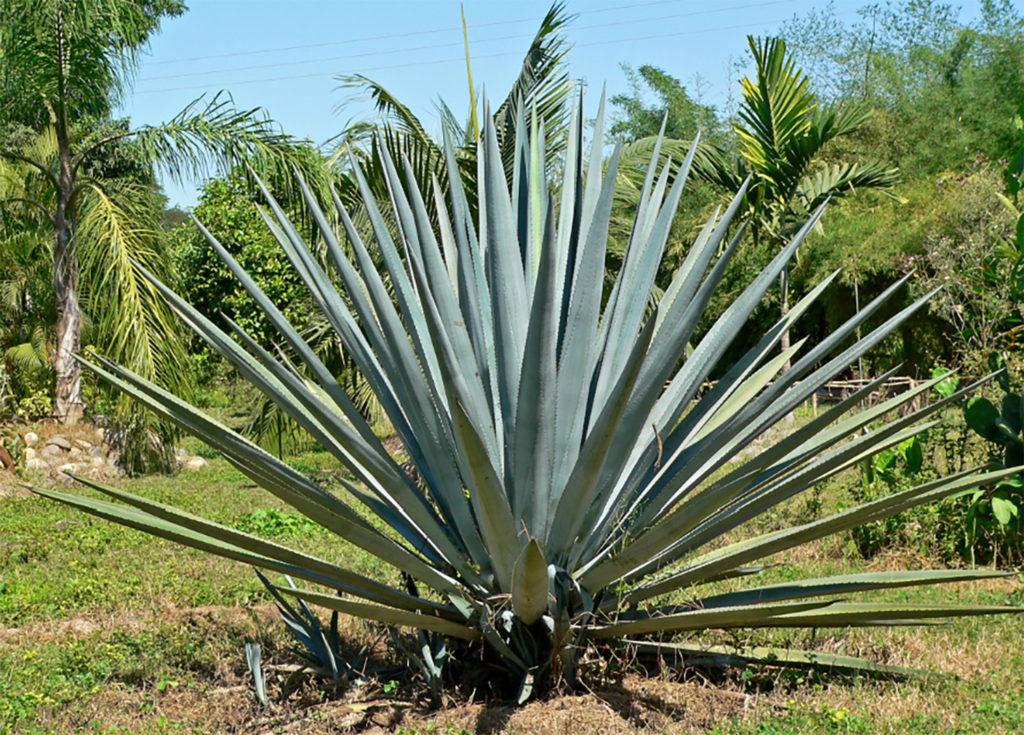 patrón tequila paco méndez saint tropez